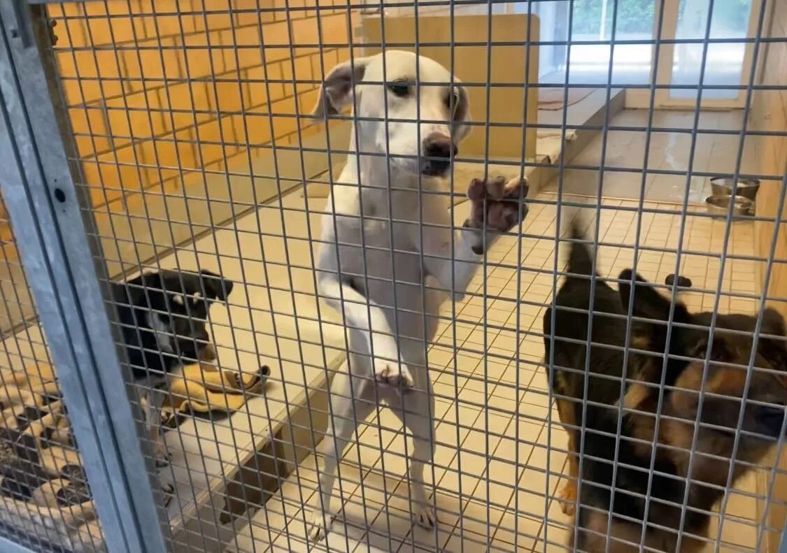 Die drei Hunde teilen sich gemeinsam ein Gehege im Tierheim Strubeli. Auf dem Bild sieht man drei Hunde in einem Gehege im Tierheim.